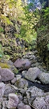 Plants: image 32 Of 208 Thumb